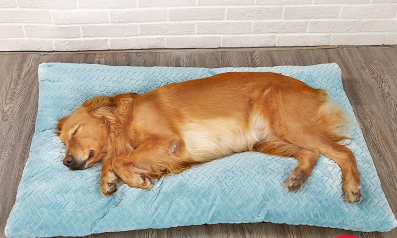 Cama Larga de Felpa con Base Acolchada para Perros - 4 Tamaños