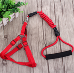Set de Correa y Collar para Perros Pequeños y Gatos
