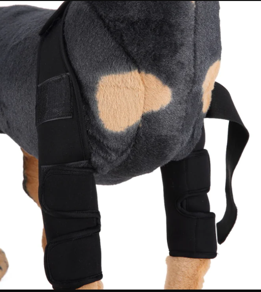 Rodillera protectora de neopreno para perros