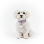 Perro maltes con collar floral morado fondo blanco