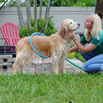 Golden Retriever bañándose con aro de ducha 360 en jardín